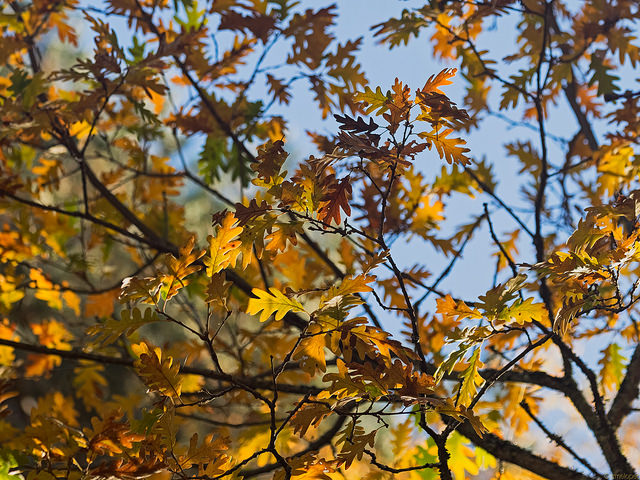 Explore Local and Imported Plantlife at the National Arboretum