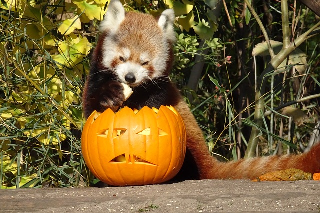 Have a ‘Wild’ Halloween at the National Zoo’s Night of the Living Zoo Party